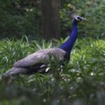 11-dead-peacocks-found-in-loni,-ghaziabad;-phosphate-poisoning-is-suspected
