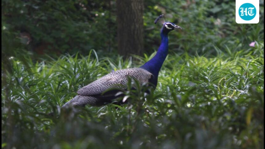 11-dead-peacocks-found-in-loni,-ghaziabad;-phosphate-poisoning-is-suspected