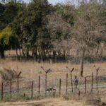 balloons-with-us-and-pakistani-currencies-found-near-loc-in-akhnoor:-jammu-and-kashmir-police