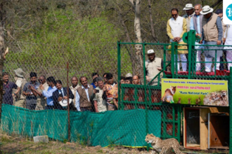 nine-cheetahs-released-from-botswana-to-kono-national-park-in-madhya-pradesh