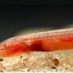 gitchak-nakana:-discovery-of-new-blind-aquifer-fishes-in-northeastern-india