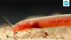 gitchak-nakana:-discovery-of-new-blind-aquifer-fishes-in-northeastern-india