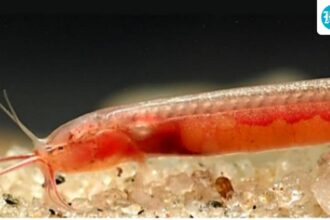 gitchak-nakana:-discovery-of-new-blind-aquifer-fishes-in-northeastern-india