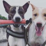 just-like-that:-colonial-india’s-legacies-in-the-selection-of-dog-breeds