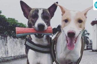 just-like-that:-colonial-india’s-legacies-in-the-selection-of-dog-breeds