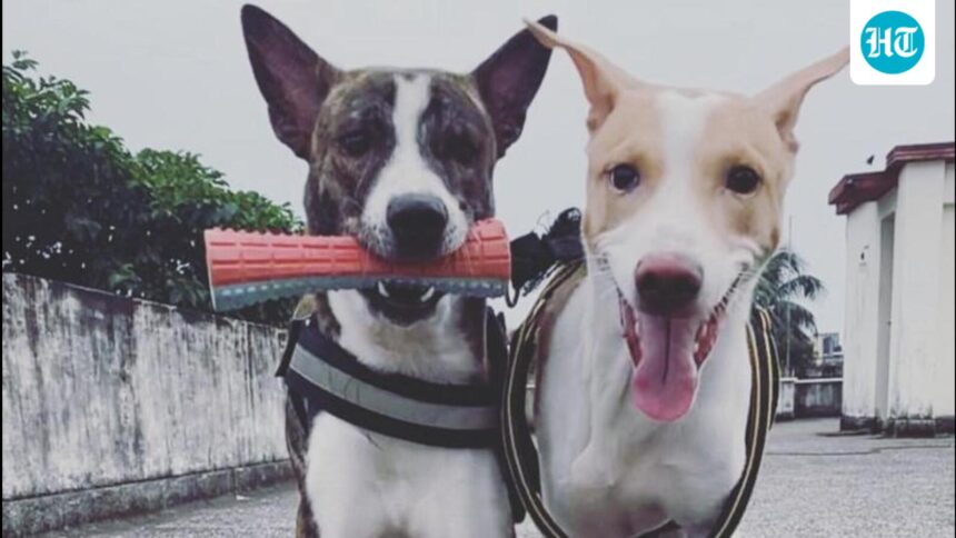 just-like-that:-colonial-india’s-legacies-in-the-selection-of-dog-breeds