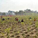 the-varanasi-municipal-corporation-plants-2.5-lakh-saplings-in-one-hour,-according-to-the-record