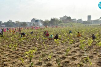 the-varanasi-municipal-corporation-plants-2.5-lakh-saplings-in-one-hour,-according-to-the-record