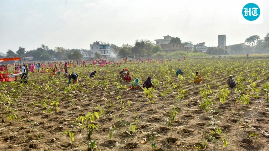 the-varanasi-municipal-corporation-plants-2.5-lakh-saplings-in-one-hour,-according-to-the-record