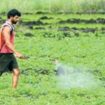 the-conflict-shakes-india’s-fertilizer-supply,-doubling-the-cost-of-shipping