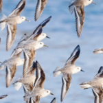 report:-about-24%-of-migratory-species-are-threatened-with-extinction