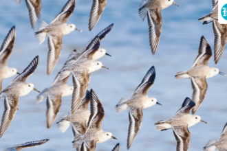 report:-about-24%-of-migratory-species-are-threatened-with-extinction