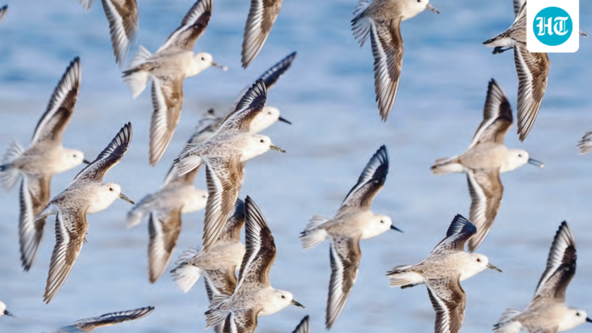 report:-about-24%-of-migratory-species-are-threatened-with-extinction