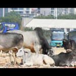madhya-pradesh:-stray-cattle-to-get-saffron-tags-to-help-manage-them-better