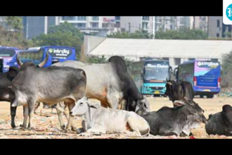 madhya-pradesh:-stray-cattle-to-get-saffron-tags-to-help-manage-them-better