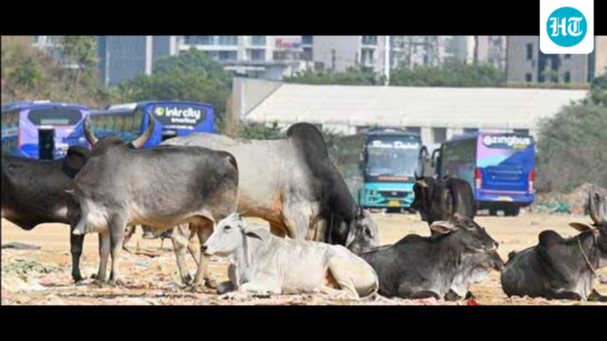 madhya-pradesh:-stray-cattle-to-get-saffron-tags-to-help-manage-them-better
