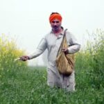 scientifically:-the-gene-found-in-rice-can-reduce-the-use-of-fertilizers