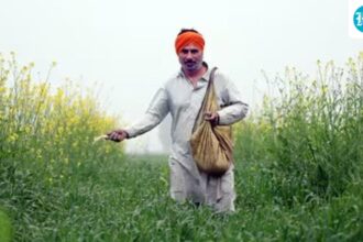 scientifically:-the-gene-found-in-rice-can-reduce-the-use-of-fertilizers