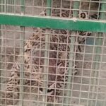 an-18-year-old-fights-a-tiger-with-his-bare-hands-and-kills-it-with-stones-in-himachal-village