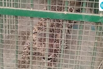 an-18-year-old-fights-a-tiger-with-his-bare-hands-and-kills-it-with-stones-in-himachal-village