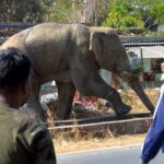 coffee-farmer-trampled-to-death-in-elephant-attack-in-madikeri-in-karnataka