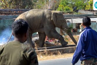 coffee-farmer-trampled-to-death-in-elephant-attack-in-madikeri-in-karnataka