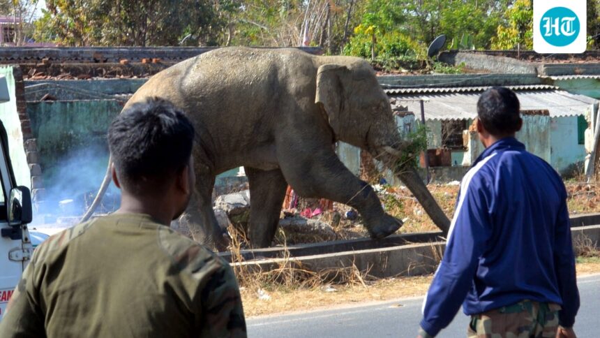 coffee-farmer-trampled-to-death-in-elephant-attack-in-madikeri-in-karnataka