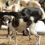 kerala:-an-elderly-woman-was-killed,-and-her-son-with-special-needs-was-in-critical-condition-in-a-stray-dog-​​attack