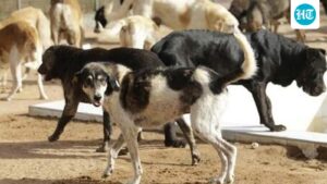 kerala:-an-elderly-woman-was-killed,-and-her-son-with-special-needs-was-in-critical-condition-in-a-stray-dog-​​attack