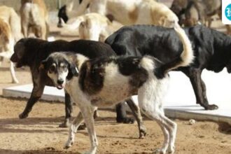 kerala:-an-elderly-woman-was-killed,-and-her-son-with-special-needs-was-in-critical-condition-in-a-stray-dog-​​attack