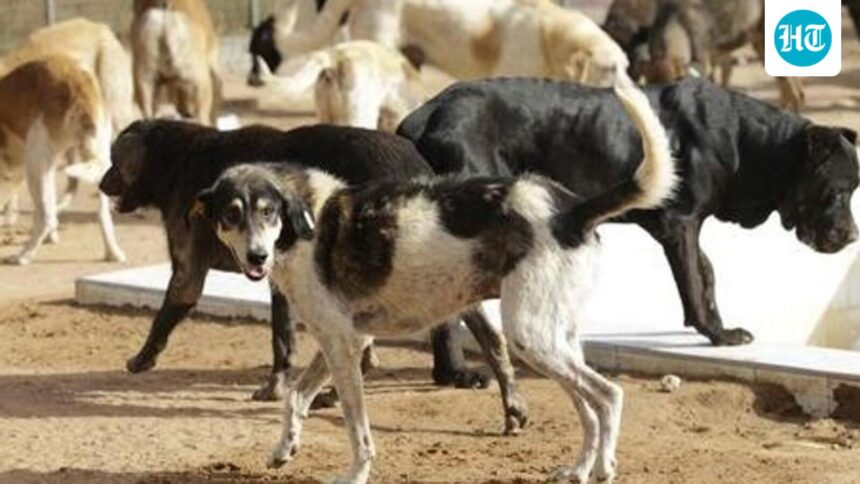 kerala:-an-elderly-woman-was-killed,-and-her-son-with-special-needs-was-in-critical-condition-in-a-stray-dog-​​attack