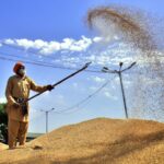 officials:-the-country-has-a-surplus-in-grain-stocks