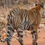 the-kuno-conservation-model-expanded-with-the-tiger-defining-the-area