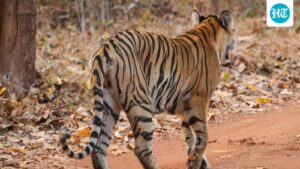 the-kuno-conservation-model-expanded-with-the-tiger-defining-the-area