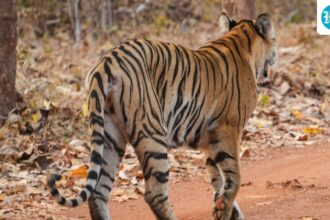 the-kuno-conservation-model-expanded-with-the-tiger-defining-the-area