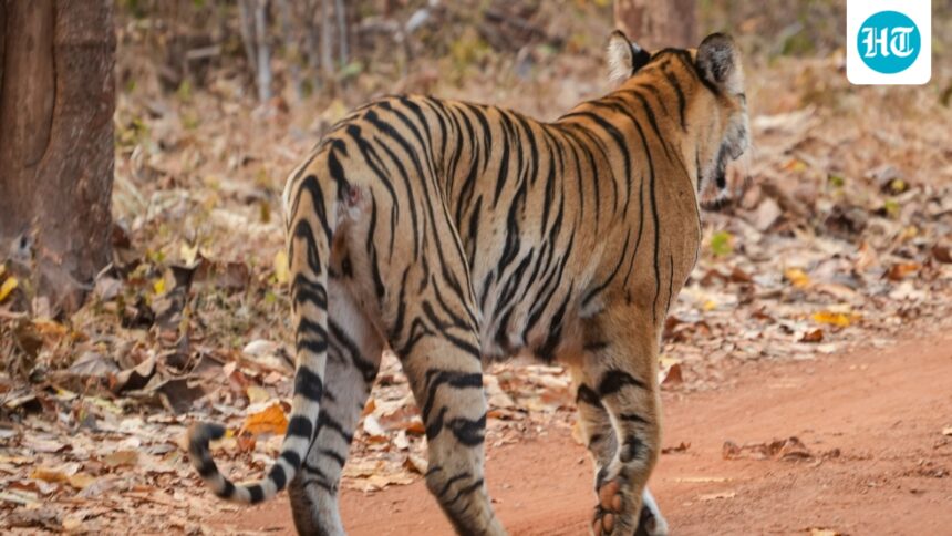 the-kuno-conservation-model-expanded-with-the-tiger-defining-the-area | GIBN the-kuno-conservation-model-expanded-with-the-tiger-defining-the-area