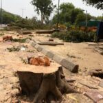 minister-of-environment:-increase-vigilance-to-limit-cutting-of-trees-for-fuel
