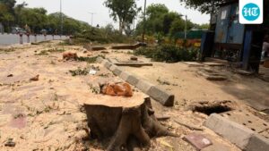 minister-of-environment:-increase-vigilance-to-limit-cutting-of-trees-for-fuel