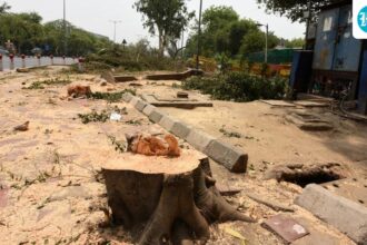 minister-of-environment:-increase-vigilance-to-limit-cutting-of-trees-for-fuel