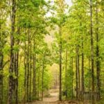 more-than-17,000-sal-trees-will-be-cut-in-dehradun-and-kalsi-in-uttarakhand-to-contain-beetle-attack.