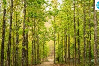 more-than-17,000-sal-trees-will-be-cut-in-dehradun-and-kalsi-in-uttarakhand-to-contain-beetle-attack.