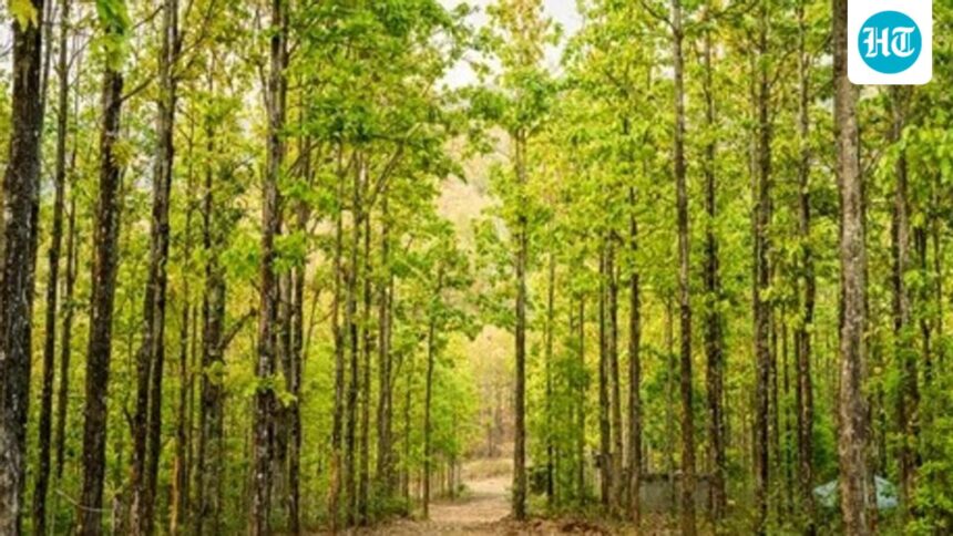 more-than-17000-sal-trees-will-be-cut-in-dehradun-and-kalsi-in-uttarakhand-to-contain-beetle-attack | GIBN more-than-17,000-sal-trees-will-be-cut-in-dehradun-and-kalsi-in-uttarakhand-to-contain-beetle-attack.