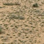 gujarat:-great-indian-bustard-chick-seen-in-the-wild-for-the-first-time-in-a-decade