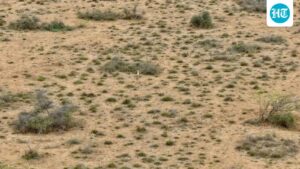 gujarat:-great-indian-bustard-chick-seen-in-the-wild-for-the-first-time-in-a-decade