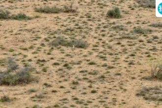 gujarat:-great-indian-bustard-chick-seen-in-the-wild-for-the-first-time-in-a-decade