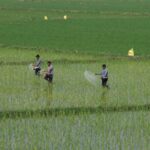 center-uses-farmer-database-to-ration-subsidized-fertilizers