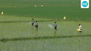 center-uses-farmer-database-to-ration-subsidized-fertilizers