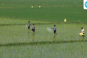 center-uses-farmer-database-to-ration-subsidized-fertilizers