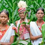 half-of-odisha’s-most-vulnerable-tribes-are-cut-off-from-welfare-schemes:-cag-report
