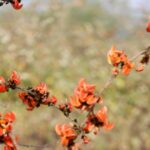 three-new-species-of-ruff-beetles-have-been-discovered-in-the-forests-of-arunachal
